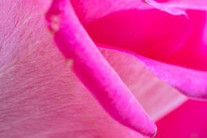 Beautiful pink rose flower macro photo