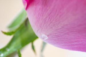 Beautiful pink rose flower macro photo