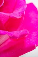 Beautiful pink rose flower macro photo