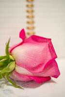 Beautiful pink rose flower macro photo