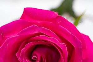 Beautiful pink rose flower macro photo