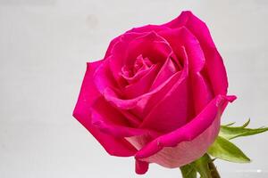 Beautiful pink rose flower macro photo