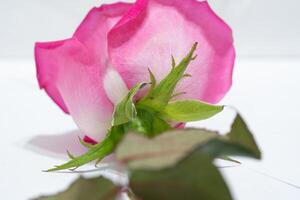 Beautiful pink rose flower macro photo