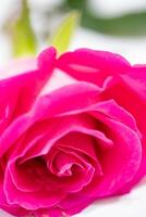 Beautiful pink rose flower macro photo