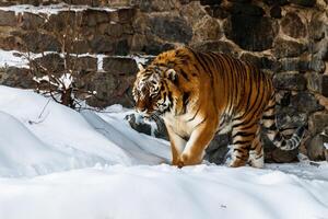 beautiful panthera tigris on a snowy road photo