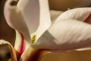 beautiful magnolia flowers with water droplets photo