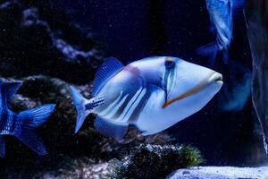 Fish Painted Triggerfish Rhinecanthus aculeatus photo