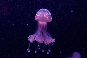 macro of a beautiful jellyfish phyllorhiza punctata photo