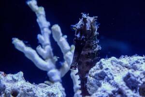 macro Hippocampus needle-needle family photo