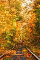 Autumn forest through which an old tram rides Ukraine photo