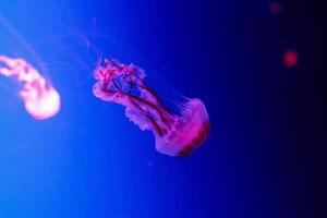 macro of a beautiful jellyfish chrysaora lactea photo