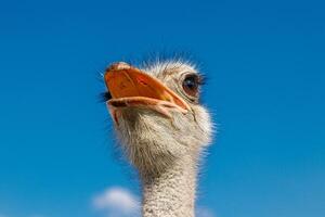 Beautiful ostriches on a farm against a blue sky photo