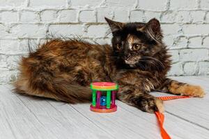 Beautiful little cat girl on a background of a brick wall photo