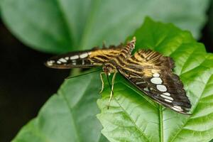 macro beautiful butterfly Parthenos sylvia photo