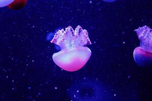 macro of a beautiful jellyfish catostylus mosaicus photo
