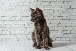 hermosa gris gato en un ladrillo pared antecedentes foto