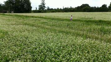 blommig promenad. kvinna vandrar genom en fält av vit blommor i de mitt ibland av natur och himmel video