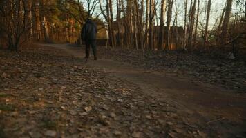 un' persona passeggiate attraverso un' bosco sentiero circondato di alberi e impianti video