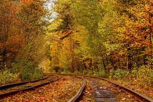 Autumn forest through which an old tram rides Ukraine photo