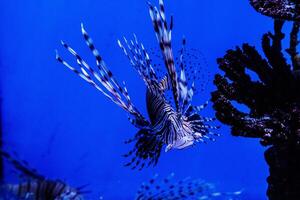 Fish Lionfish - Zebra, Pterois volitans photo