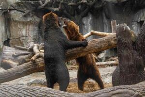 Two brown bears playing with each other photo