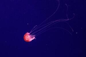 macro of a beautiful jellyfish chrysaora quinquecirrha photo