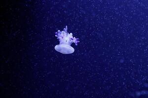 macro of a beautiful jellyfish rhizostoma luteum photo