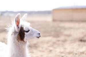 Cute animal alpaka lama on farm outdoors photo