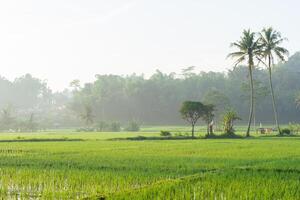 Rice fields in the morning light. rural feel landscape with valley in mist behind forest. concept of natural freshness photo