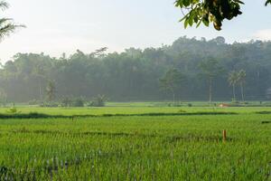 Rice fields in the morning light. rural feel landscape with valley in mist behind forest. concept of natural freshness photo