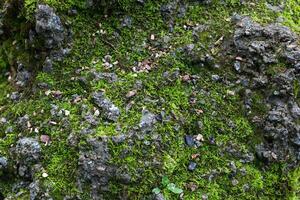 textura nosotros lata en un Roca en el bosque foto