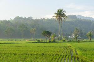 Rice fields in the morning light. rural feel landscape with valley in mist behind forest. concept of natural freshness photo