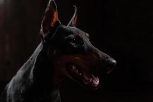 Close-up Funny Portrait of Doberman Dog with big nose Stare in Camera in Camera on isolated Black background photo