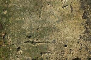 lichen Green moss grows on cement Wall green texture dirty wallpaper structure wallpaper photo