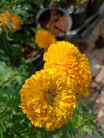 Yellow marigolds blooming in a Thai garden photo