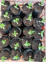 pequeño plantas en el guardería Listo para plantando foto