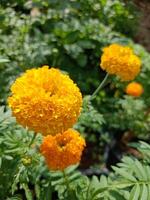 Yellow marigolds blooming in a Thai garden photo