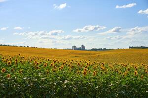 girasol agrícola campo nublado cielo antecedentes foto