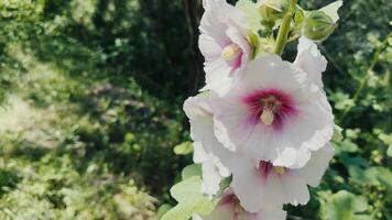 mooi Purper bloemen in natuur video