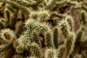 A large cactus with thorns in the wild spiny background photo