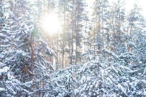 Winter landscape of the snow in the pine forest. Landscape photo