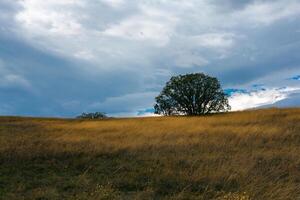 lonely tree in a yellow grass photo