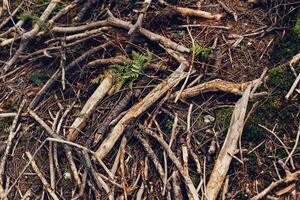 Roots of old tree without ground - organic background photo