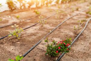 Flowers and the automatic irrigation system with plastic pipes photo