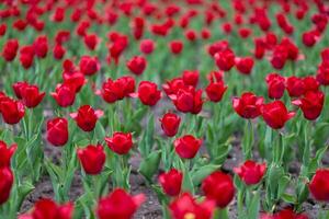 rojo tulipán flores antecedentes al aire libre foto