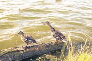 Two adult ducks stand on a log which lies on the lake. photo