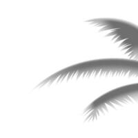 Tropical 3d palm tree shadow leaves silhouette isolated on white background realistic vector