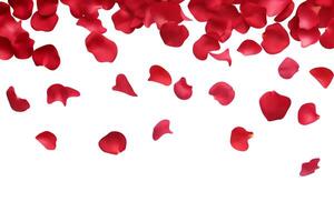 Falling red tulip rose petals romantic blossom floral background banner 3d realistic vector