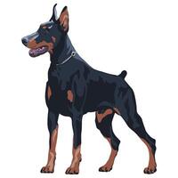 Dog Doberman Pinscher breed vector