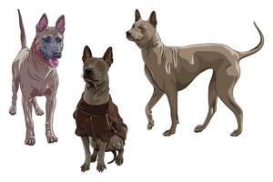 conjunto tailandés ridgeback perro raza vector